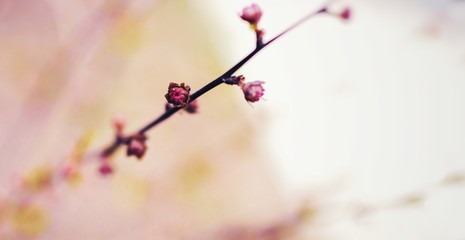 Spring nature background. Boke effect. Blurred background of flowers. Pink-purple abstract background of buds and small flowers. Free space for text