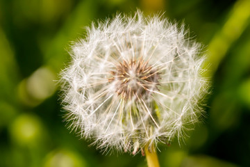 Nahaufnahme (Makro) einer Pusteblume (Löwenzahn) mit Schärfe auf dem Mittelpunkt der Schirmflieger