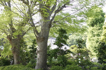 Obraz premium 緑の庭