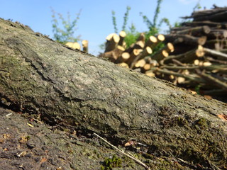 Legna