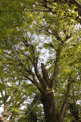 Fototapeta premium 緑の庭