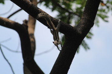 Squirrel on Tree