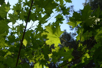 Maple leaves amid the rays of the sun in the forest. Young fresh maple leaves in spring.