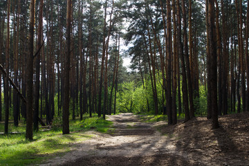 Pine forest with sunbeams. Pine trees in the forest.