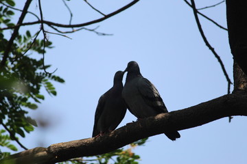 love Making Pigeon's