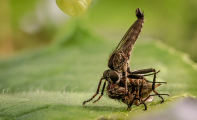 A fly kills another fly and eats it.