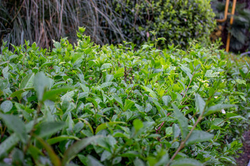 Green shrub. Oval leaves. Everything is covered in raindrops.