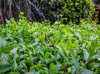 Green shrub. Oval leaves. Everything is covered in raindrops.