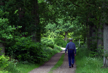 Forest. Boschoord. Maatschappij van Weldadigheid Frederiksoord Drenthe Netherlands. Forest lane with man walking