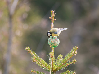 Close up Great tit, Parus major bird perched on small spruce tree top, eating and pecking tallow ball, Selective focus.