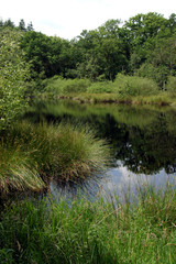 Pond at Forest. Boschoord. Maatschappij van Weldadigheid Frederiksoord Drenthe Netherlands