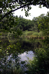 Fototapeta na wymiar Pond at Forest. Boschoord. Maatschappij van Weldadigheid Frederiksoord Drenthe Netherlands