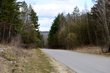 Road and forest in early spring in the fields