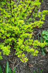 Barberry bush with new leaves in the garden. Selective focus. Shallow depth of field.