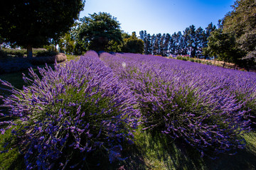 Wanaka Lavender farm, Wanaka, New Zealand