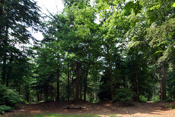 Sterrebos. Maatschappij van Weldadigheid Frederiksoord Drenteh Netherlands. Forest