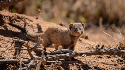 Small South African Manguste Rodent