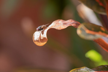 Common house fly in habitable environments located in an open space garden 