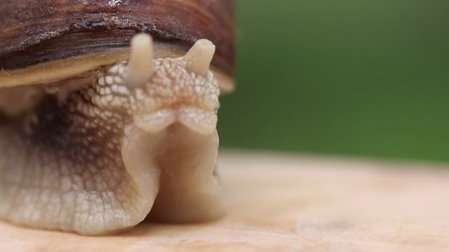 snail crawls out of the shell of slow motion