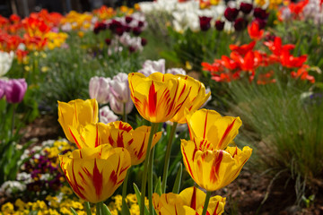Obraz premium Colorful flowerbed with tulips of various colors and other spring flowers