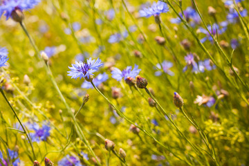 Summer landscape with bright blooming cornflowers in the field