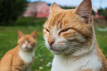 Obraz premium Grumpy Cat