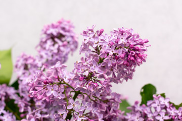 lilac flowers on a background