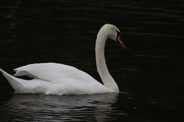Fototapeta premium Schwan am Rhein