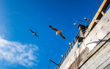 Seagulls over marina shipyard