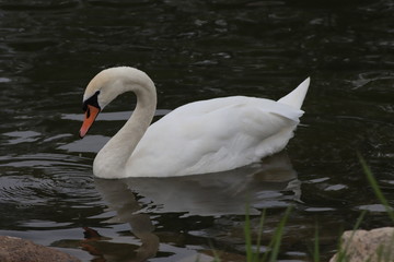 Fototapeta premium Schwan am Düsseldorfer Ufer
