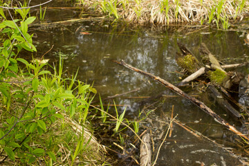 an old overgrown pond in early spring