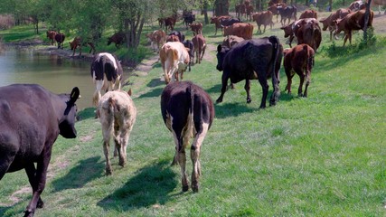 Herd of cows grazing on a green meadow near the river.