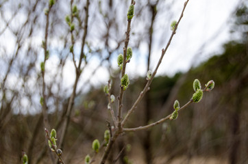 Branches of a blossoming willow against the background of the forest