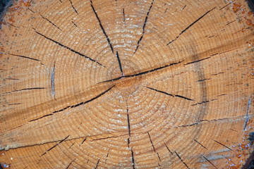 Fototapeta premium Old scratched wood texture. Wooden texture, empty wood background.