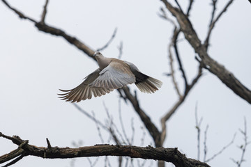 Turtle dove flies flying into branches © drakuliren