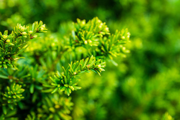 Taxus baccata (Yaw tree) bush in the garden. Selective focus.