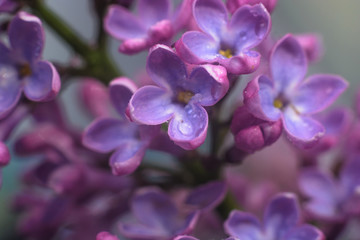 Spring lilac flowers in the early morning. Natural background.