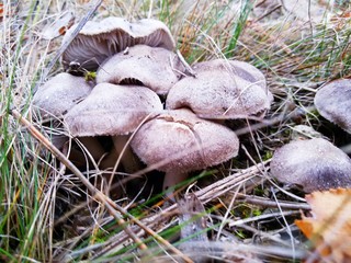 A group of winter mushrooms rydovka gray grows in the grass