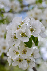 Spring has come. trees bloomed. flowers of fruit trees