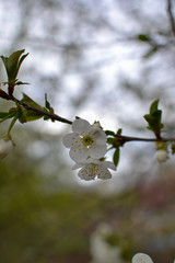 Spring has come. trees bloomed. flowers of fruit trees