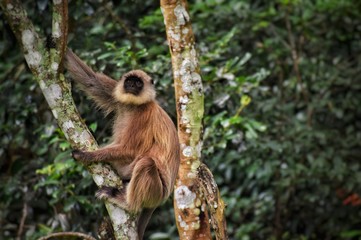 long tailed macaque
