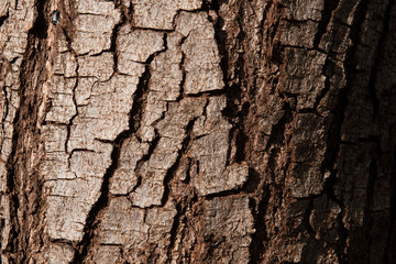 rustic wood tree trunk texture background.