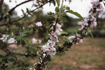 Blooming Apple branch. Small pink flowers on a tree branch in the garden.