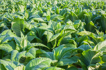 Tobacco farms