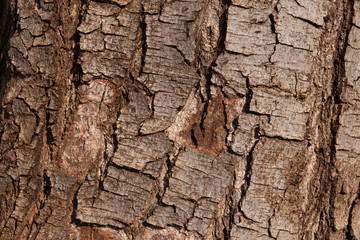 rustic wood tree trunk texture background.