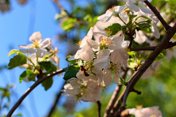 Picturesque view of beautiful apple tree blossoms with busy bee. Bee is picking pollen from apple flower. Honeybee collecting pollen. Blurred branches in the background. Sunny day. Spring concept