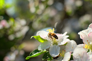 Gorgeous view of beautiful apple tree blossoms with busy bee. Bee is picking pollen from apple flower. Honeybee collecting pollen. Blurred branches in the background. Sunny day. Spring concept