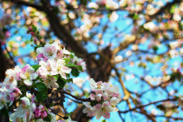 Picturesque view of beautiful apple tree blossoms.  Blurred branches in the background. Spring colors in the background