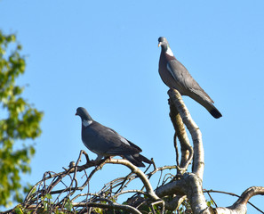 pigeons perched on a tree