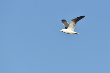 single seagull in flight
